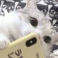 XXYY