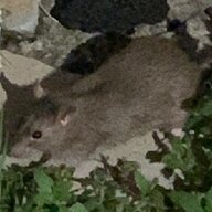 狐陽