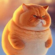 橘猫代吃