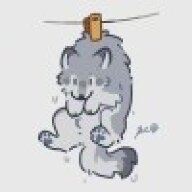 橘猫猫